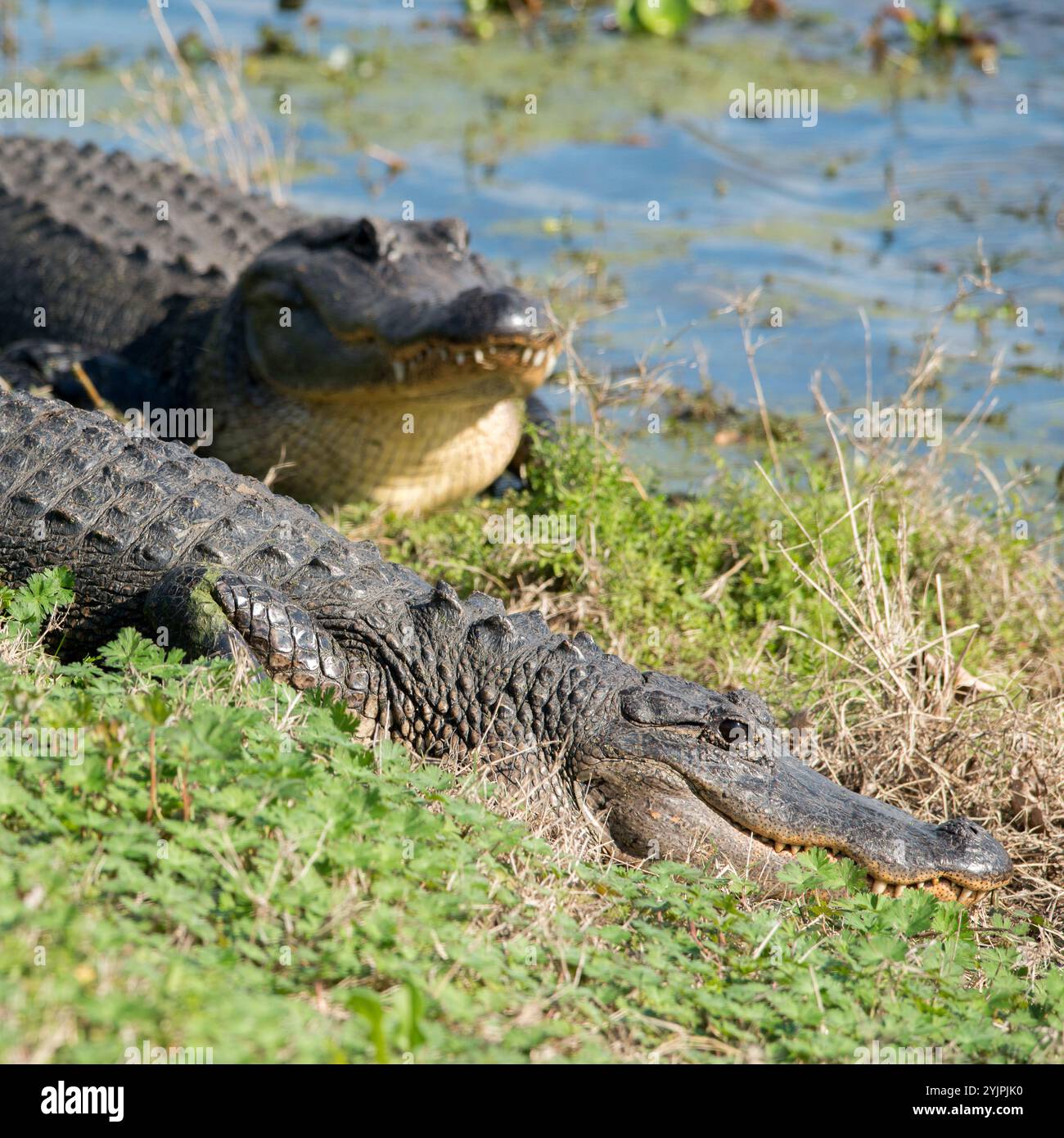 Des alligators américains au parc national de Brazos Bend, Texas Banque D'Images Des alligators américains au parc national de Brazos Bend, Texas Banque D'Images