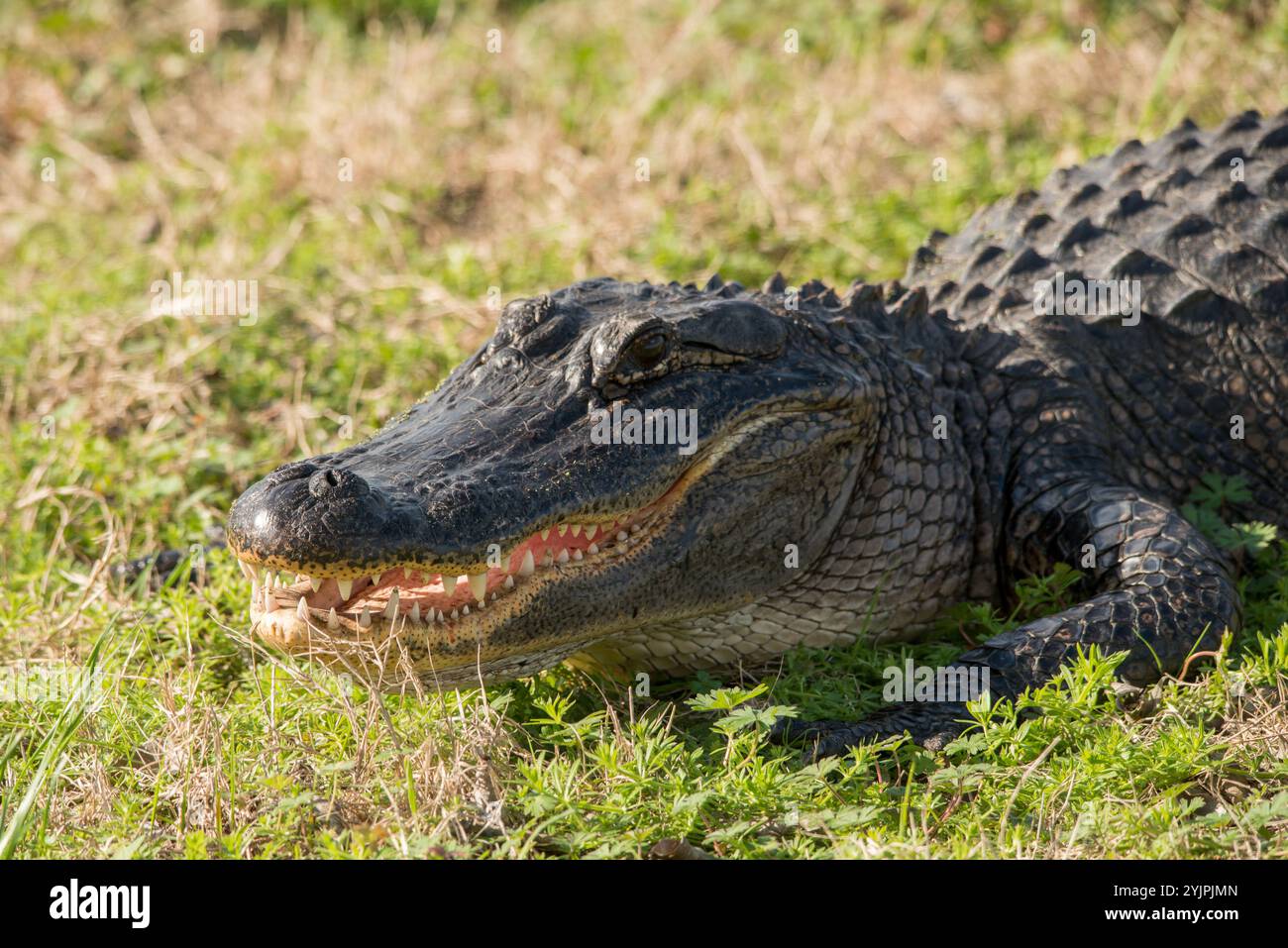 American Alligator au parc national de Brazos Bend, Texas Banque D'Images