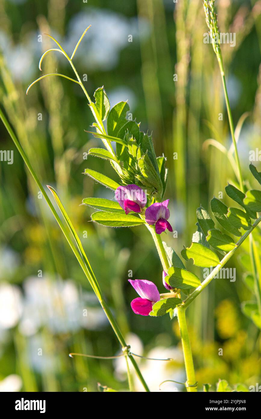 Futterwicke, Vicia sativa, Vetch, Vicia sativa, fourrage vetch, vesce Banque D'Images