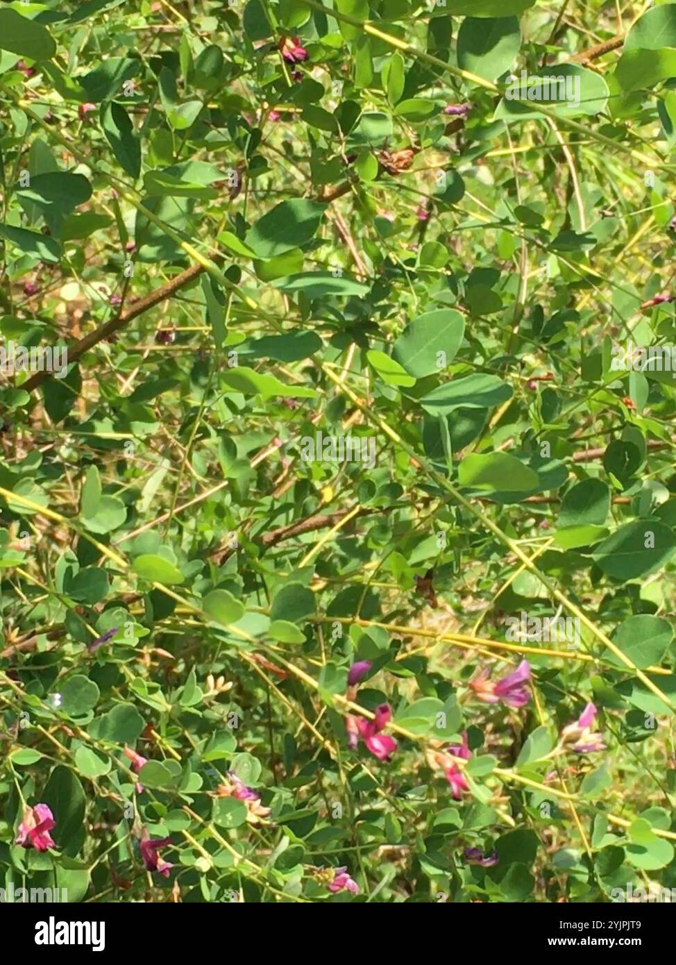 Lépedeza arbuste (Lespedeza bicolor) Banque D'Images