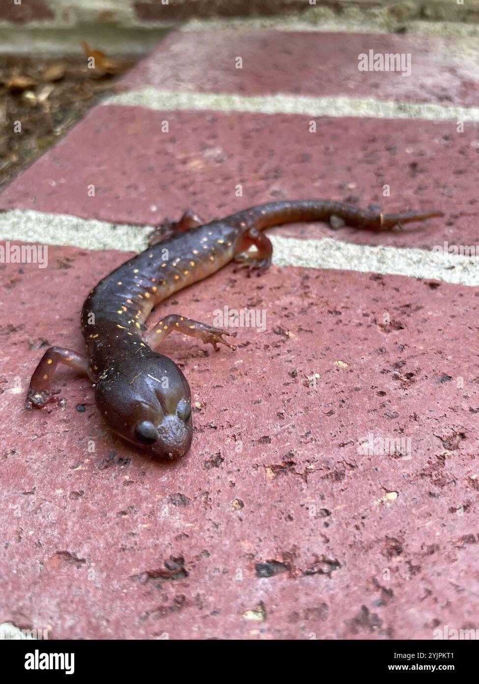 Salamandre arboricole (Aneides lugubris) Banque D'Images