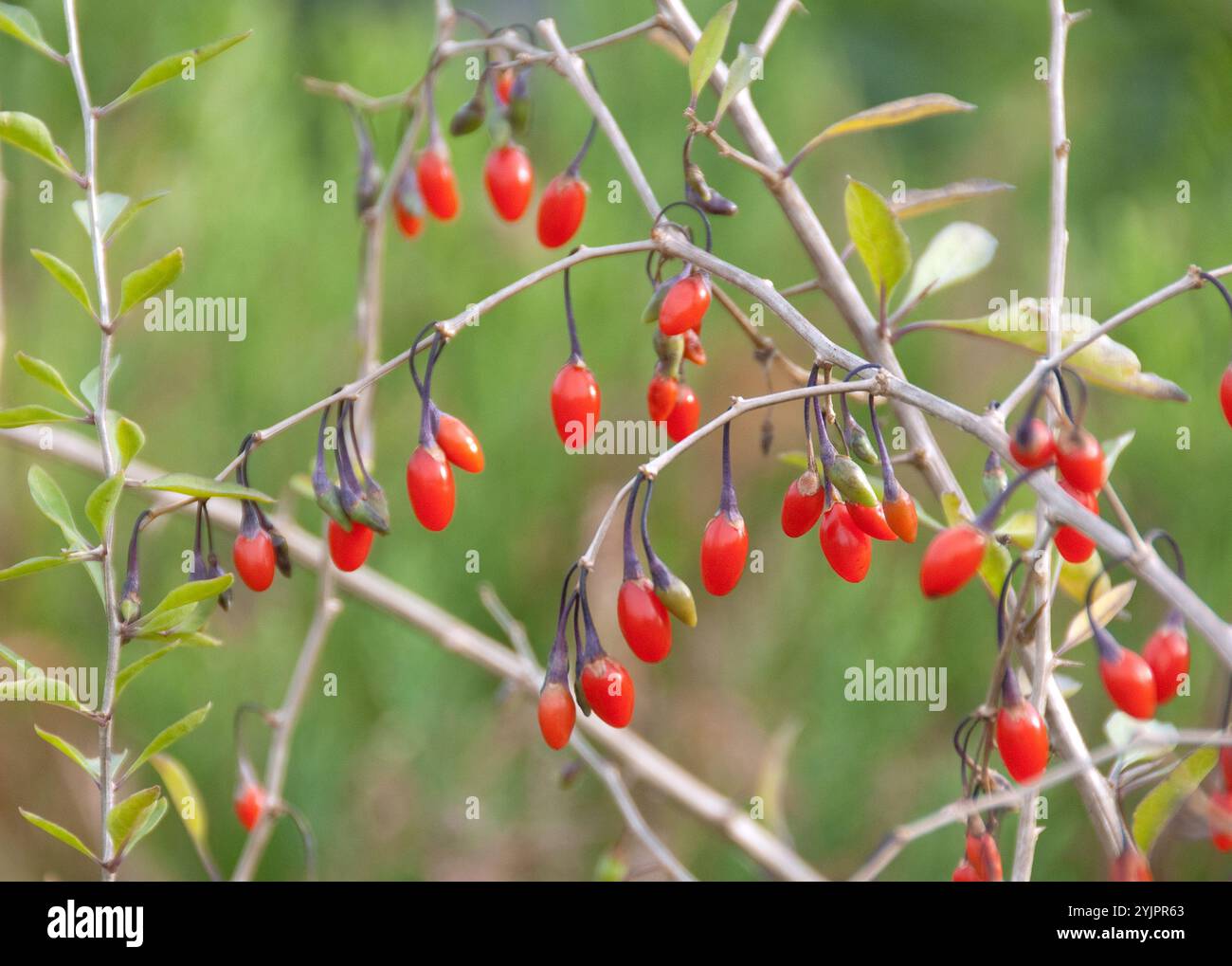 Goji-Beere, Lycium barbarum SWEET LIFEBERRY , Goji BERRY, Lycium barbarum BERRY SWEET LIFE , Goji BERRY, Lycium barbarum BERRY SWEET LIFE Banque D'Images