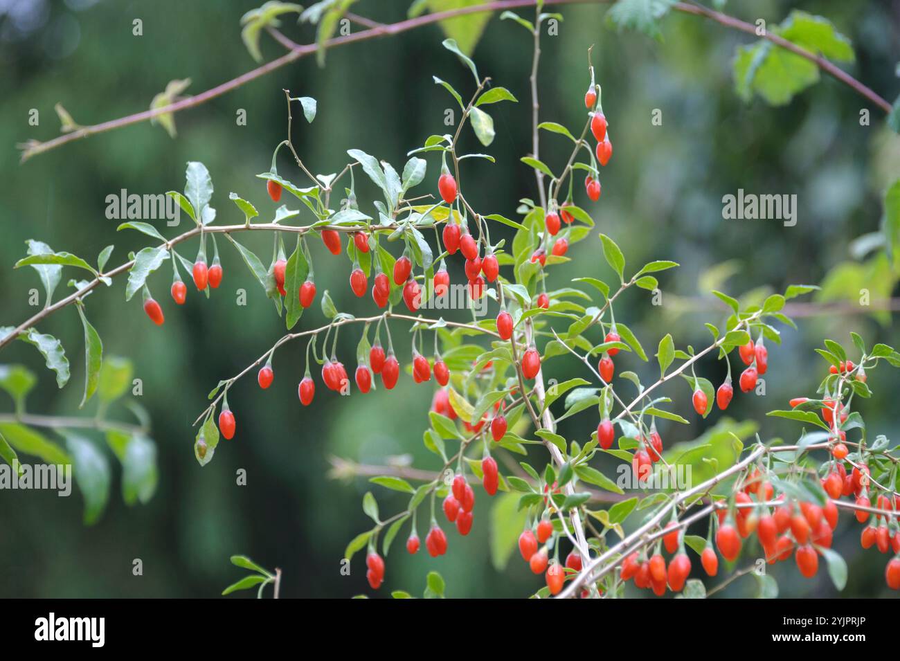 Goji-Beere, Lycium barbarum SWEET LIFEBERRY , Goji BERRY, Lycium barbarum BERRY SWEET LIFE , Goji BERRY, Lycium barbarum BERRY SWEET LIFE Banque D'Images