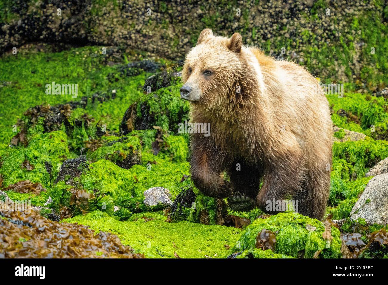 Le jeune grizzli femelle saute sur les algues à marée très basse à Knight Inlet, territoire traditionnel de la première nation Da’Naxda’xw Awaetlala, br Banque D'Images