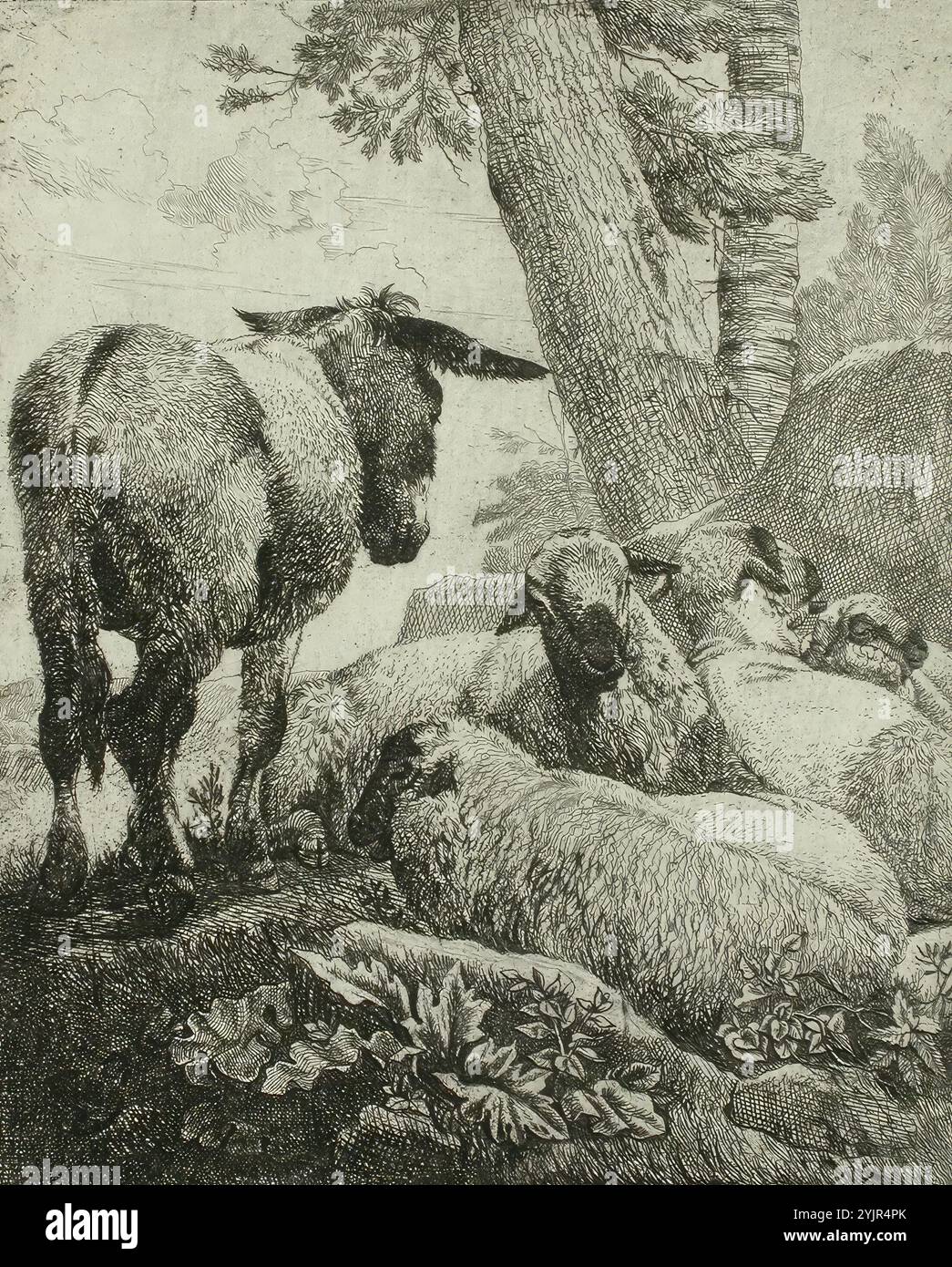 Roos, Johann Heinrich, Work, Donkey and Sheep, (1000 - 2003), gravure au trait, graphiques, largeur de feuille 16,1 cm, hauteur de feuille 19,9 cm Banque D'Images