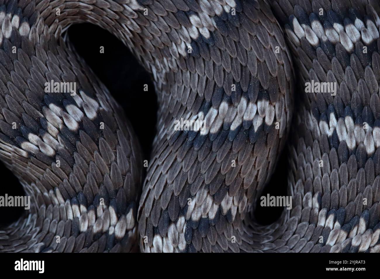 Plan détaillé des écailles du venimeux Halys Viper Banque D'Images