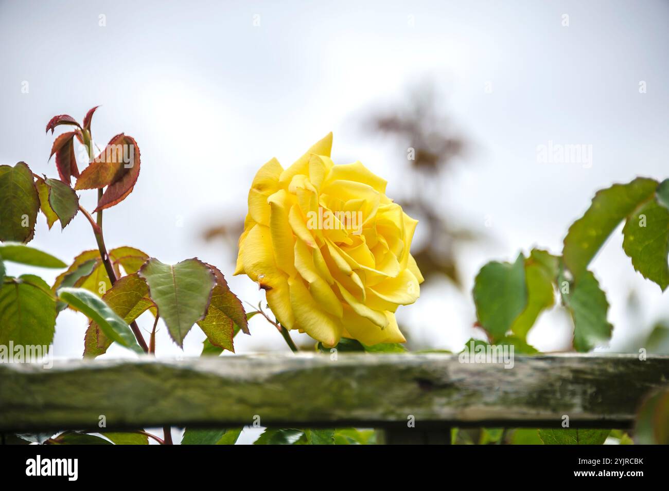 Kletter-Rose Rosa GOLDSTERN, Climbing Rose Pink GOLD STAR, Climbing Rose Pink GOLDSTERN Banque D'Images