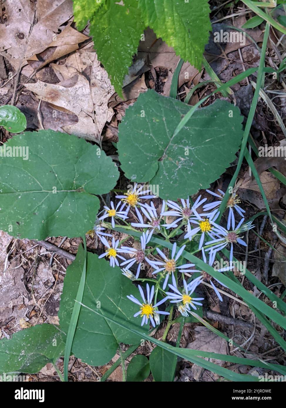 Aster à grandes feuilles (Eurybia macrophylla) Banque D'Images