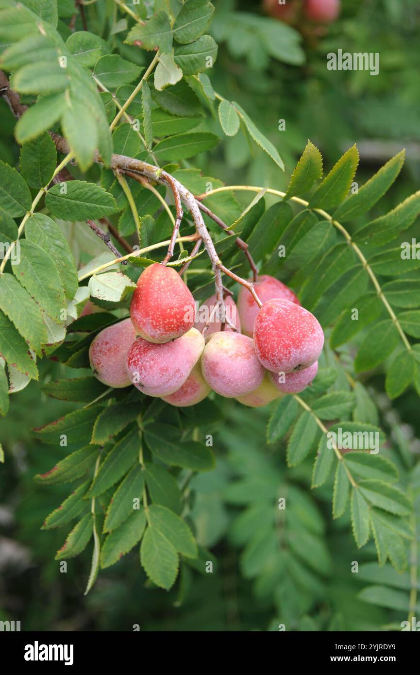 Soierling Sorbus domestica Sossenheimer Riesen, Soierling Sorbus domestica Sossenheimer géant Banque D'Images