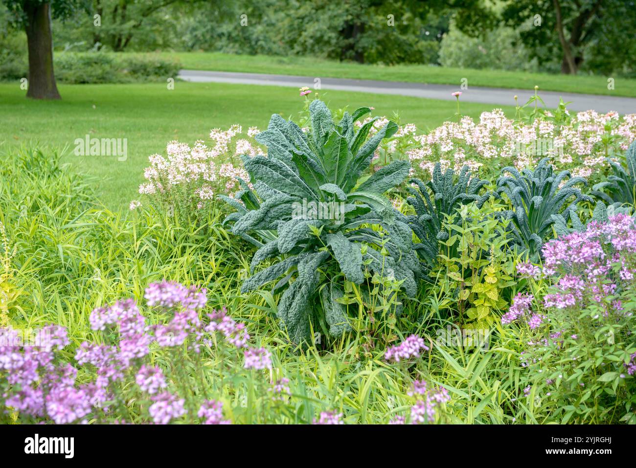 Toskanischer Palmkohl Brassica oleracea Nero di Toscana, palmier toscan Brassica oleracea Nero di Toscana, palmier toscan Kale Brassica oleracea Nero di Tos Banque D'Images