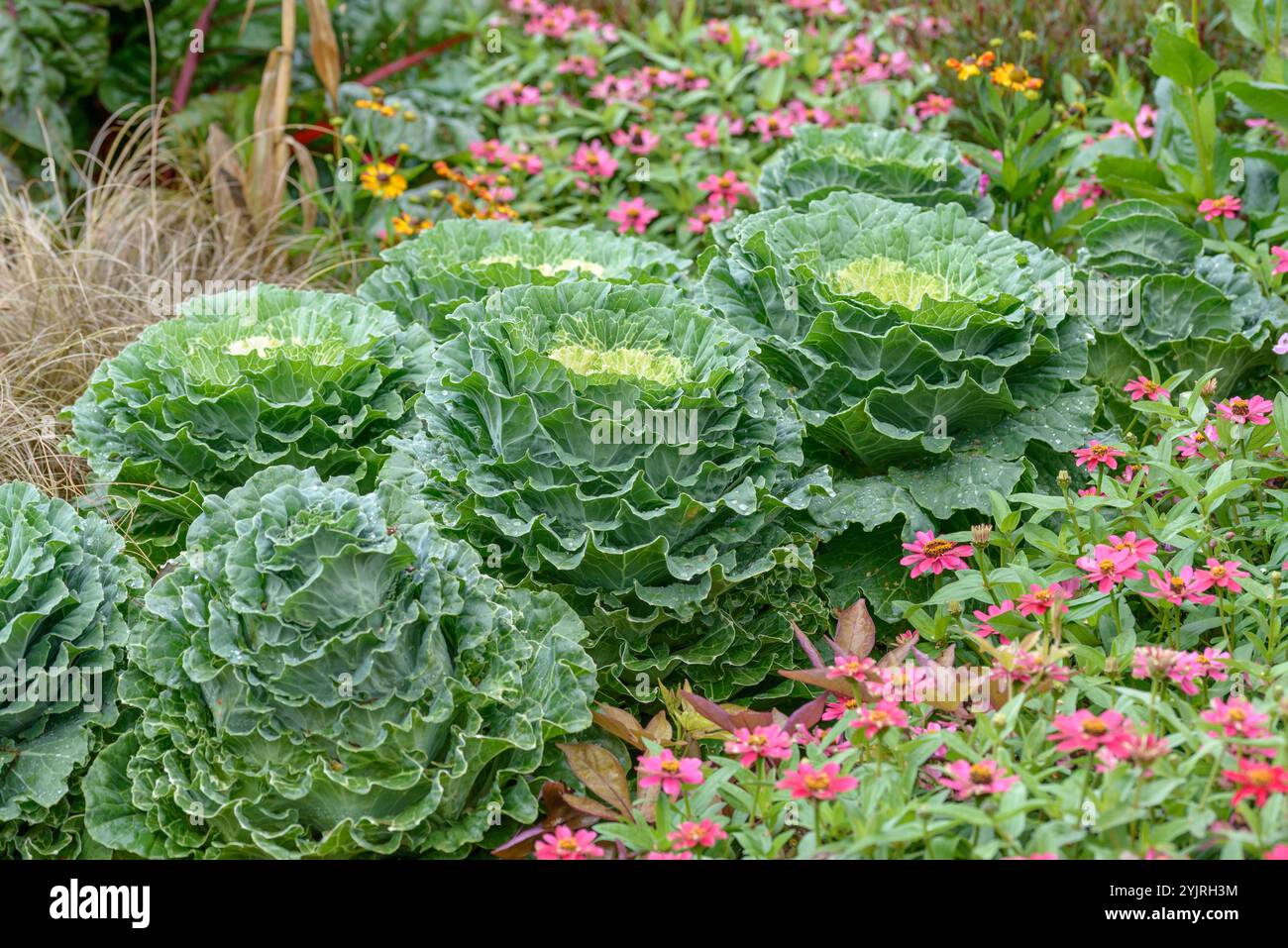 Zier-Kohl Brassica oleracea va. Acephala, chou ornemental Brassica oleracea va. Acephala Banque D'Images