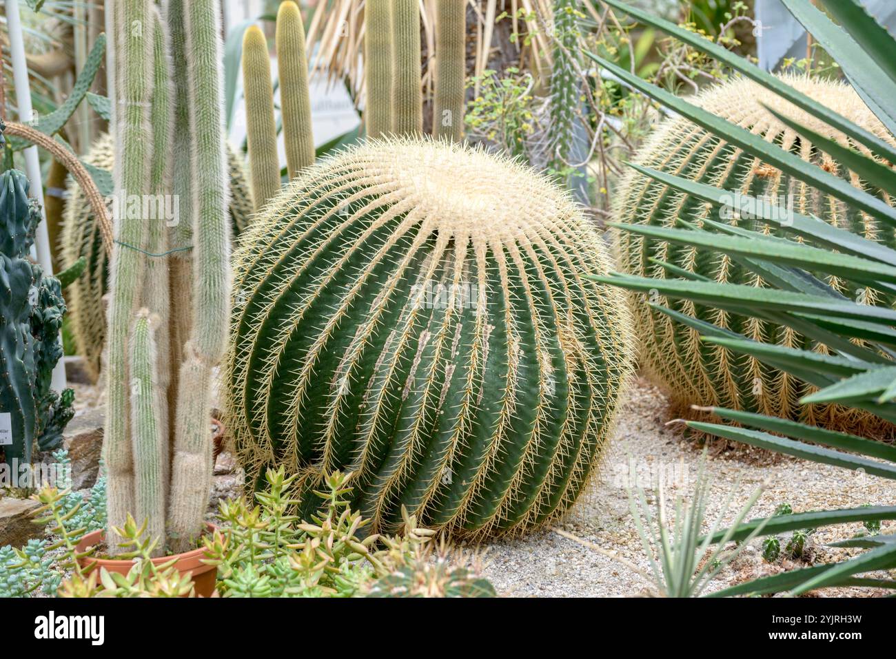 Goldkugel-Kaktus Echinocactus grusonii, Gold Globe Cactus Echinocactus grusonii Banque D'Images