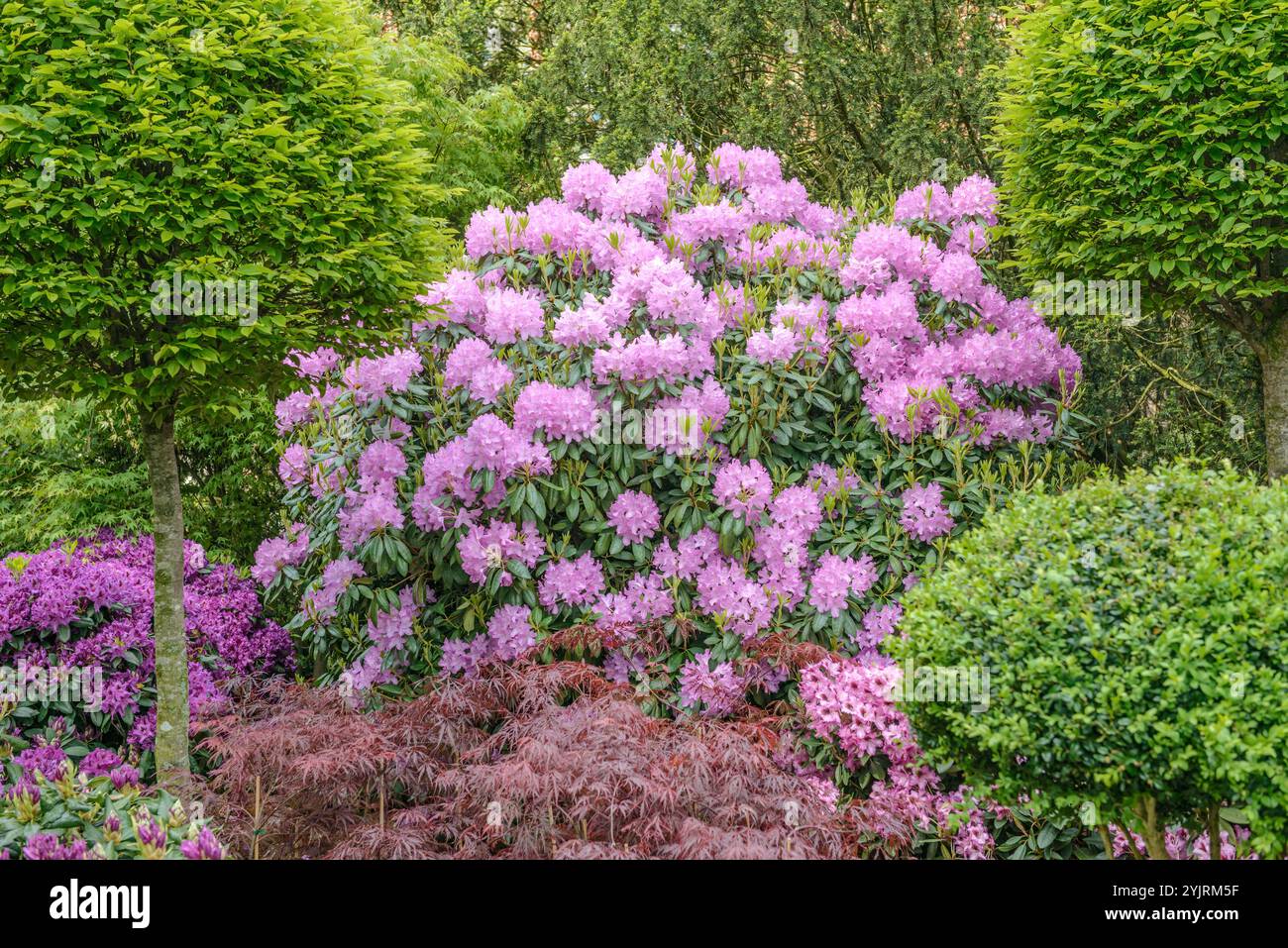 Rhododendron Rhododendron Roseum elegans, Rhododendron roseum elegans Banque D'Images