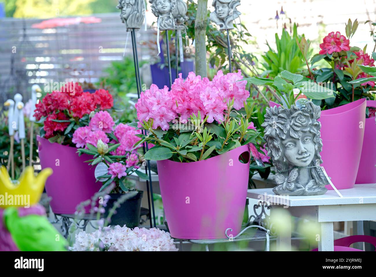 Rhododendron Rhododendron-Hybriden, hybrides Rhododendron, Rhododendron hybrides Rhododendron Banque D'Images