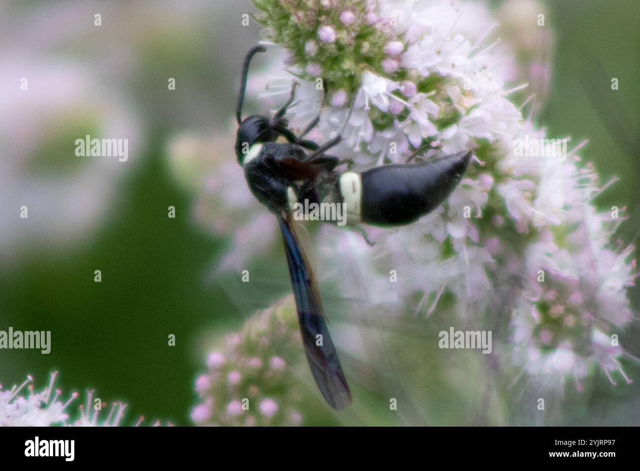 Guêpe de maçon à quatre dents (Monobia quadridens) Banque D'Images