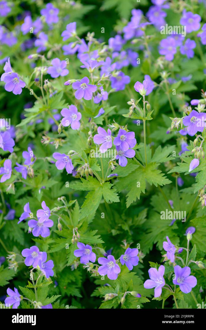 Storchschnabel Geranium sylvaticum Mayflower, Geranium sylvaticum Mayflower, Cranesbill Geranium sylvaticum Mayflower Banque D'Images