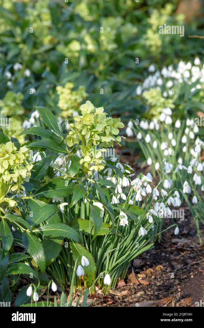 Korsische Niewurz Helleborus argutifolius, Corse Niewurz Helleborus argutifolius, Corse Hellebore Helleborus argutifolius, Corse helleborus H. Banque D'Images