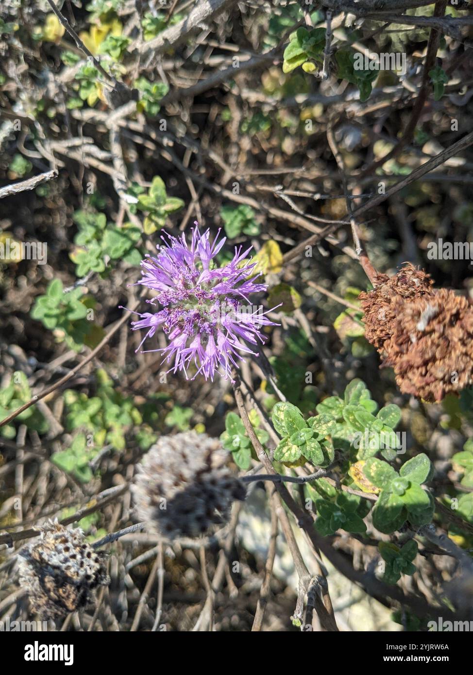 Menthe coyote (Monardella villosa) Banque D'Images