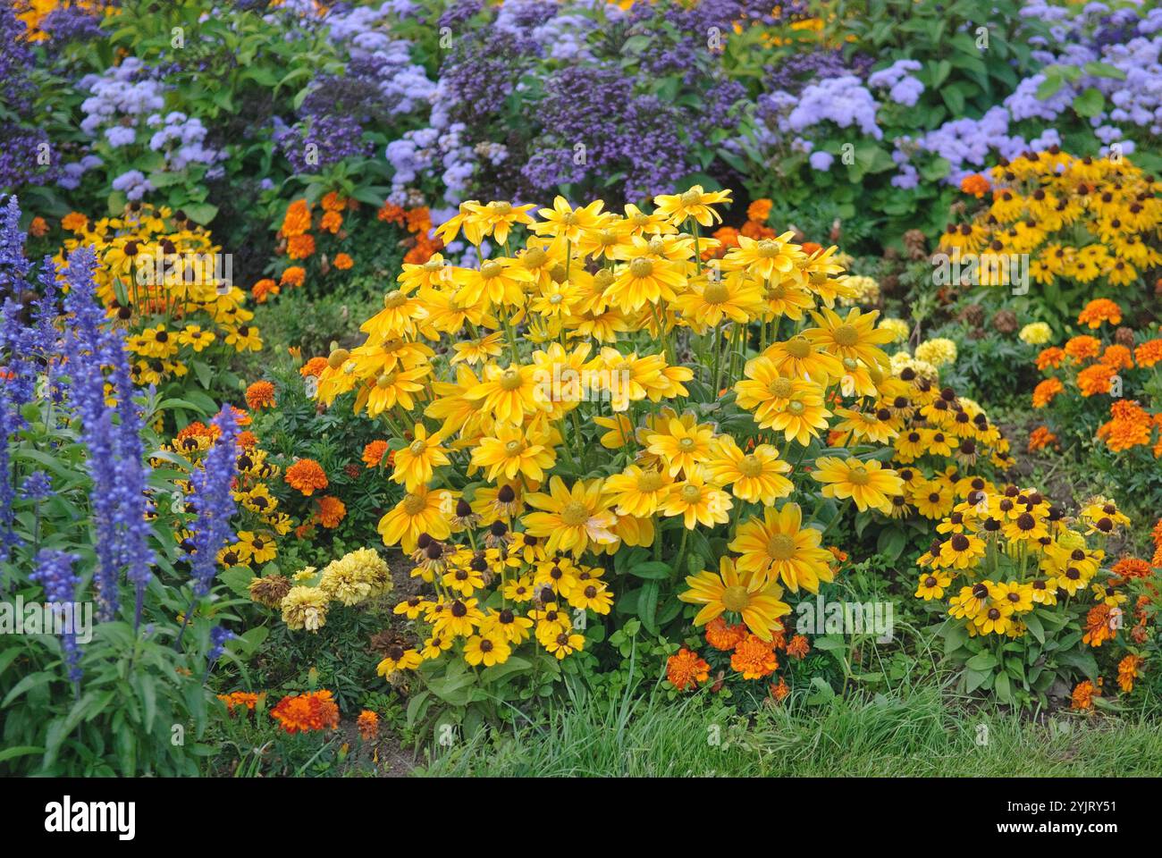 Sommerblumenbeet, Sonnenhut Rudbeckia hrita, Sommerblumenbeet, Sun Rudbeckia hrita, parterre de fleurs d'été, coneflower Rudbeckia hrita, parterre de fleurs d'été Banque D'Images