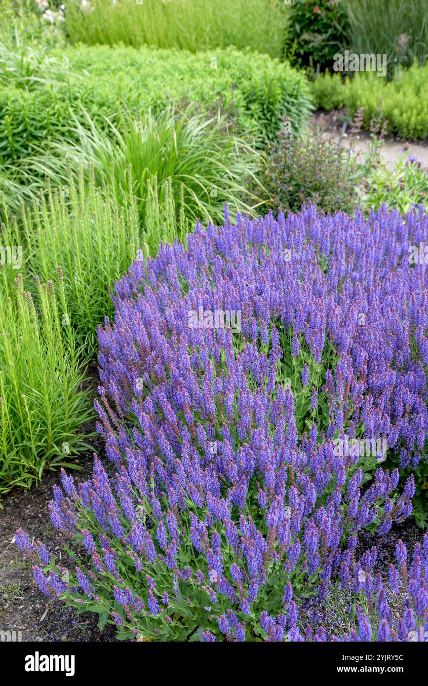 Steppen-Salbei Salvia nemorosa Blauhuegel, sauge de steppe Salvia nemorosa Blue Hill, sauge de steppe Salvia nemorosa Blauhuegel, sauge de steppe Salvia nemorosa Banque D'Images