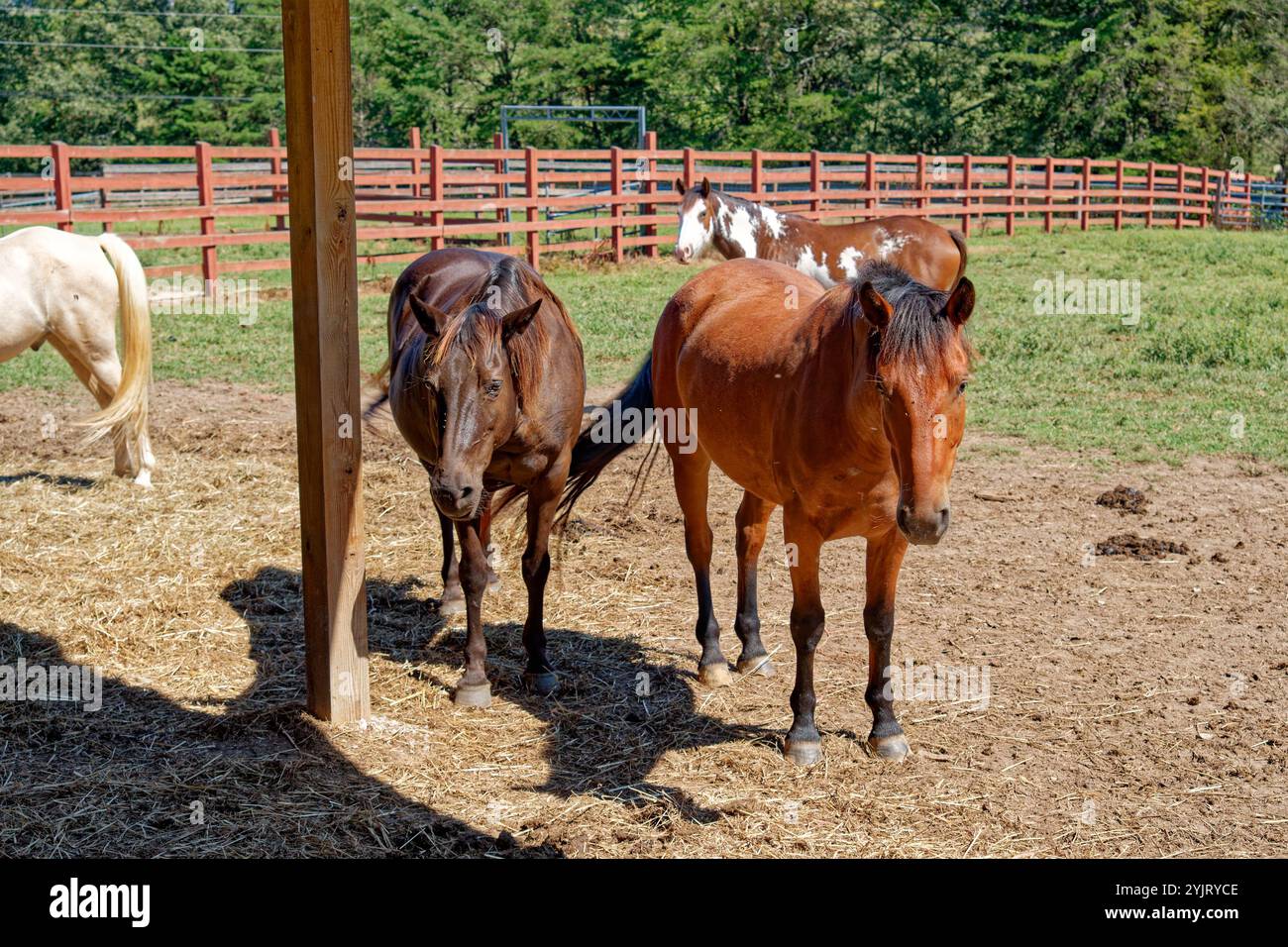 Variété de chevaux debout à l'extérieur de la clôture dans la zone de grange sur une journée ensoleillée à la fin de l'été vue en gros plan Banque D'Images Variété de chevaux debout à l'extérieur de la clôture dans la zone de grange sur une journée ensoleillée à la fin de l'été vue en gros plan Banque D'Images