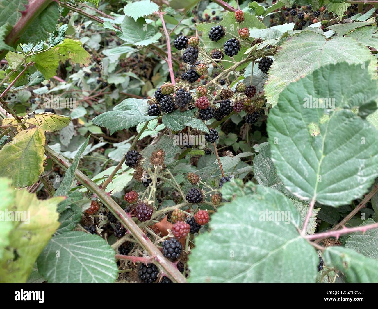 Mûre arménienne (Rubus armeniacus) Banque D'Images