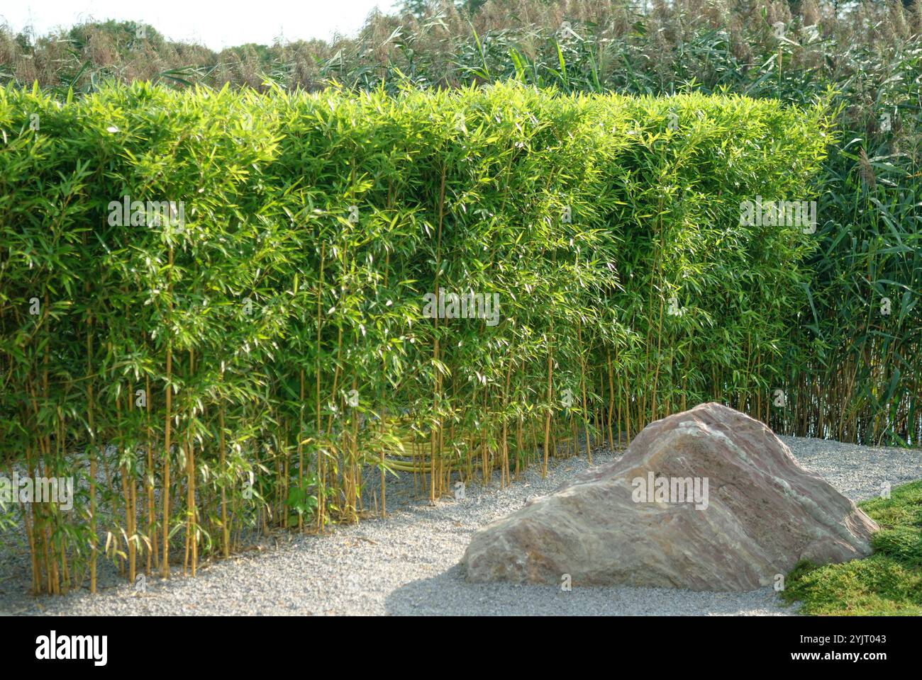 Gelbgruben-Flachrohrbambus Phyllostachys aureosulcata fo. Aureocaulis Banque D'Images