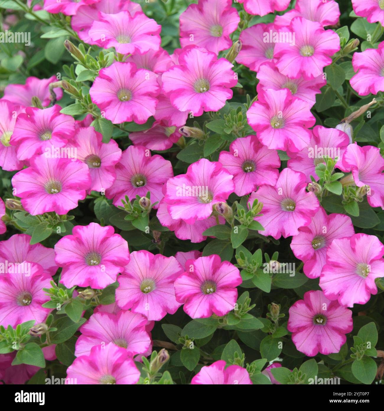 Pétunie, pétunia Raspberry Blast, pétunia Banque D'Images