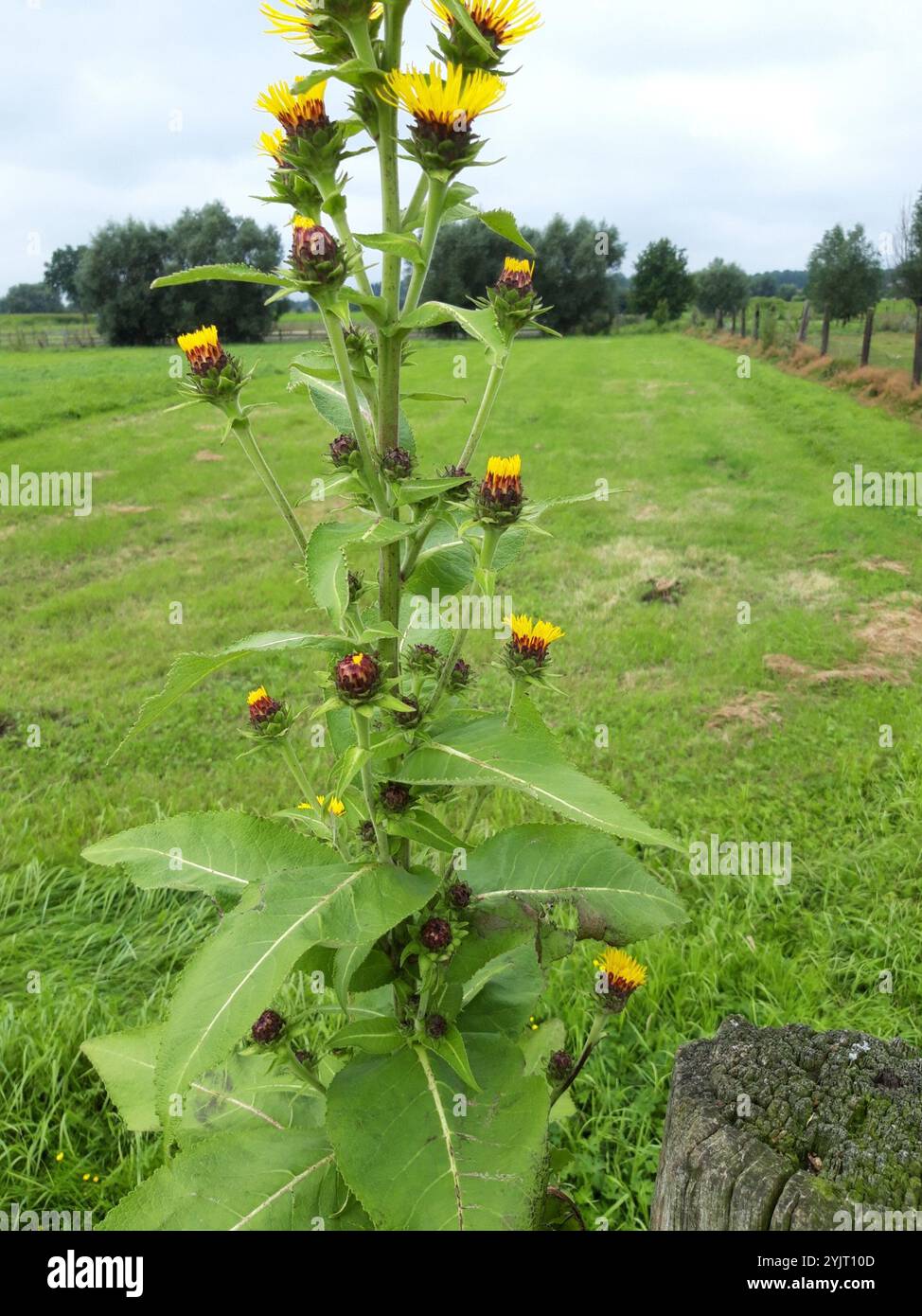 Elecampane indien (Inula racemosa) Banque D'Images