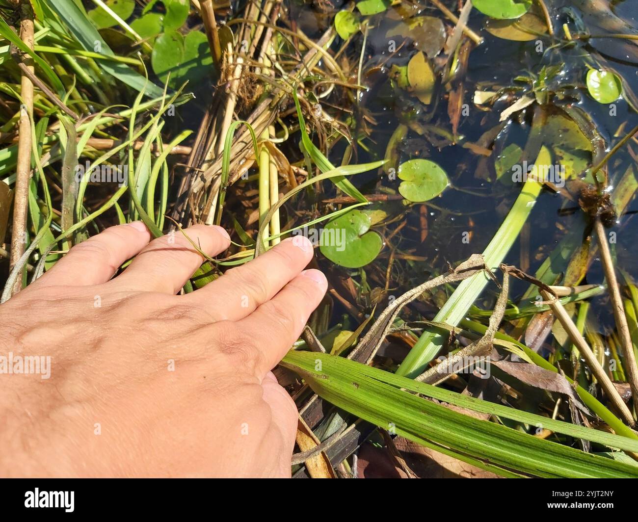 Embout de grenouille européen (Hydrocharis morsus-ranae) Banque D'Images