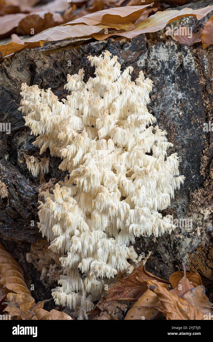 Coral Tooth Fungus, Hericium coralloides, Blickling, Norfolk, Royaume-Uni, 14 novembre 2024 Banque D'Images