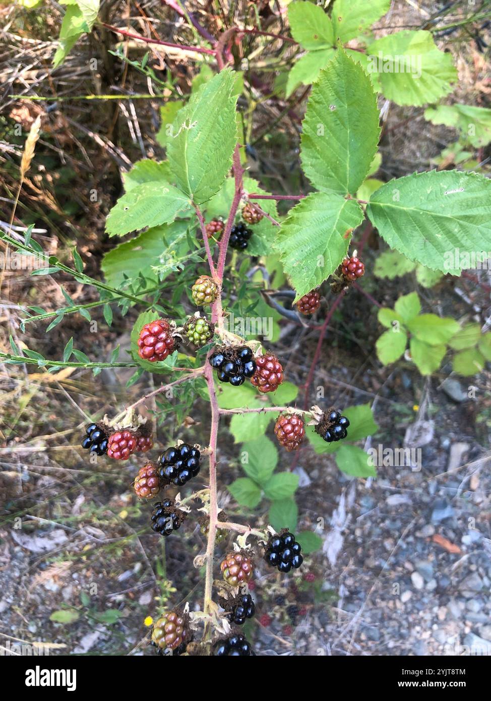 Mûre arménienne (Rubus armeniacus) Banque D'Images