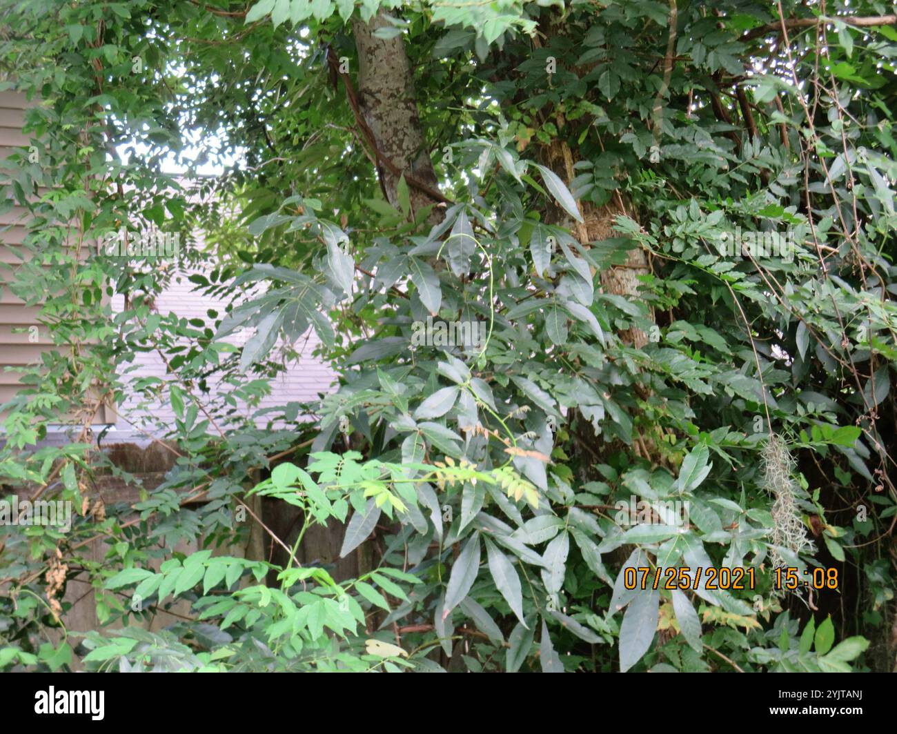 Hickory Pignut (Carya glabra) Banque D'Images