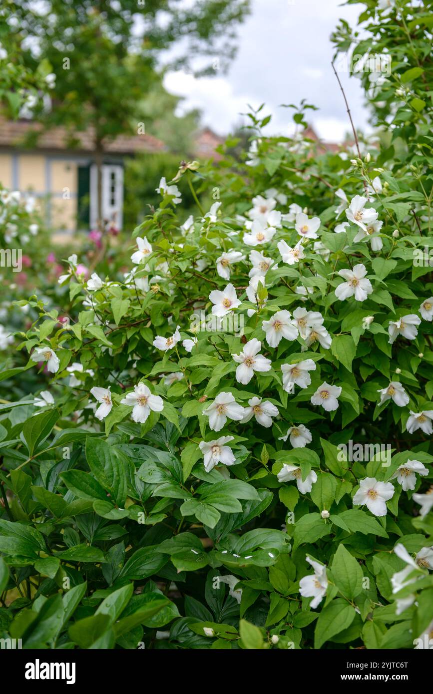Falscher Jasmin, Philadelphus Belle Etoile, Mock orange, Philadelphus Belle Etoile Banque D'Images