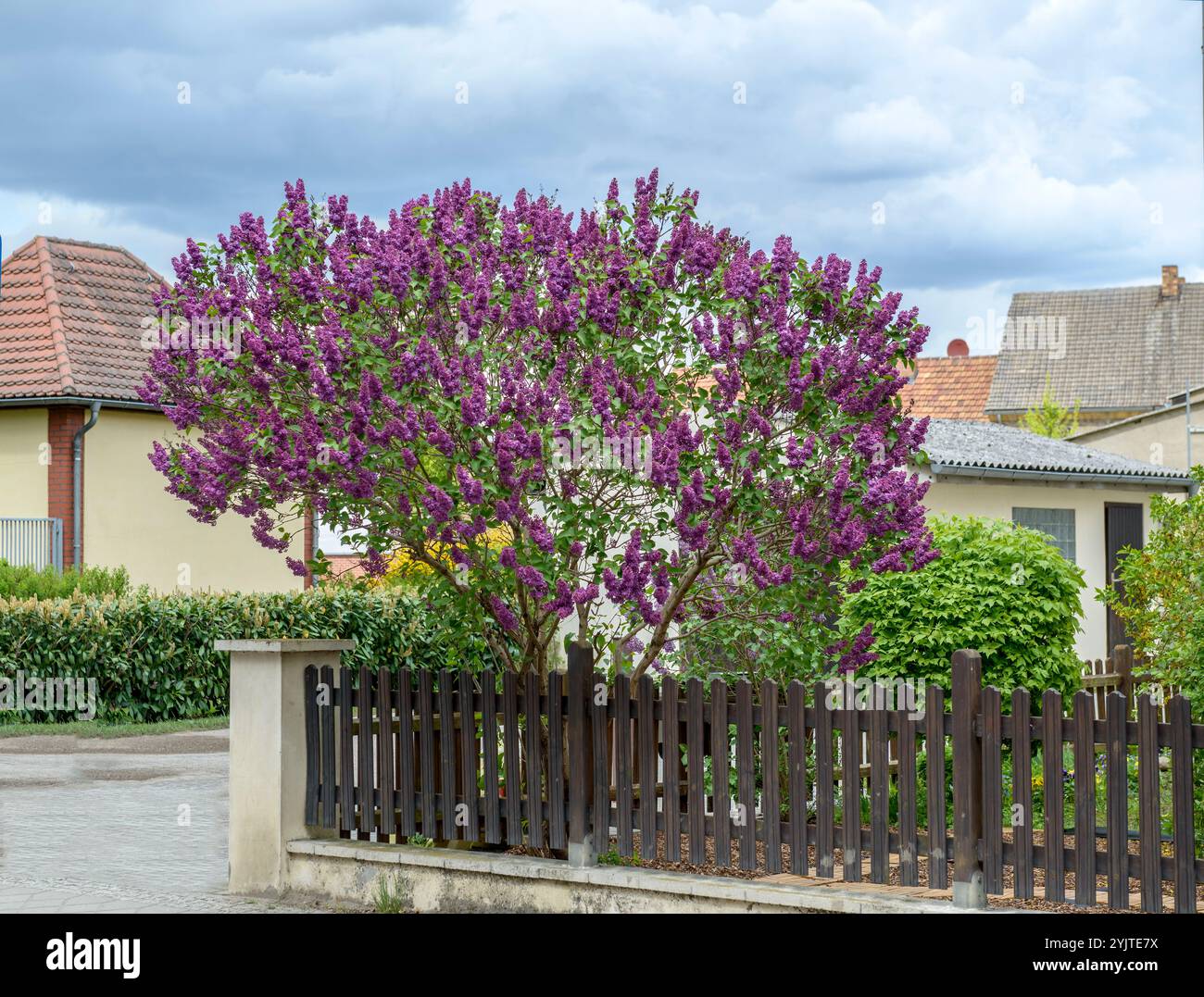 Edel-Flieder, Syringa vulgaris Andenken an Ludwig Spaeth, Lilac précieux, Syringa vulgaris mémoire de Ludwig Spaeth Banque D'Images
