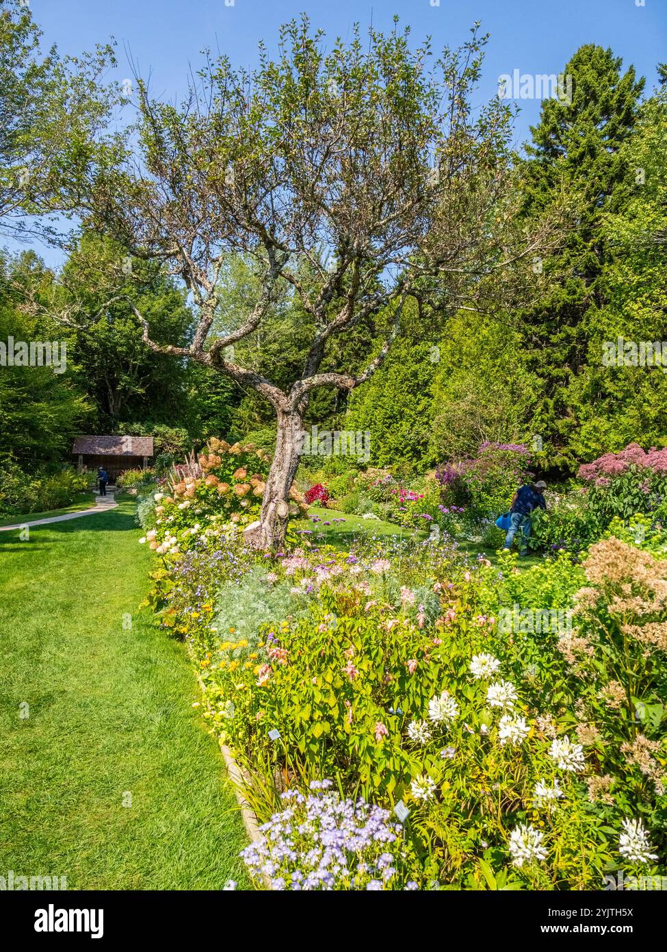 Automne dans le jardin de Thuya un jardin herbacé semi-formel sur Mount Desert Island dans le nord-est de Harbor Maine USA Banque D'Images