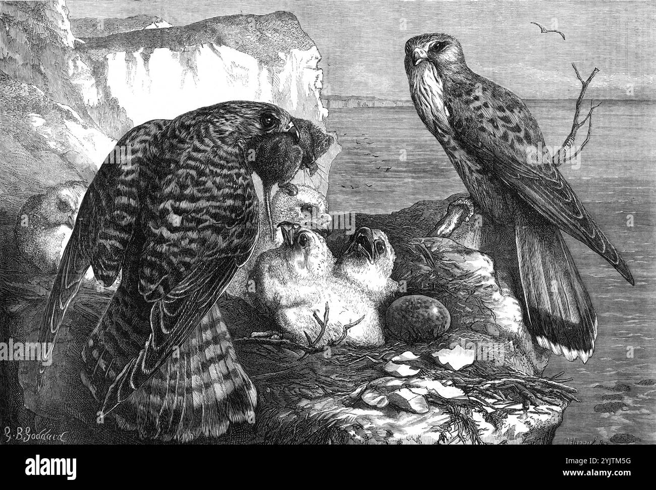 Les mois : juin 1871. 'Nous pouvons regarder l'crécerelle alors qu'il vole vers le bord de la falaise, quand il s'enfonce doucement jusqu'à ce qu'il atteigne une crevasse dans laquelle il fléchit aussi vite que pensé. C'est sa maison, où son compagnon et son couvain attendent son retour ; la poule proclame son amour dans des notes rapides et aiguisées, tandis que les petits moelleux crient dans des grincements durs dans leur empressement pour le morceau attendu. C'est merveilleux ce qu'un certain nombre de petits oiseaux et de souris qu'ils sont prêts et prêts à digérer en un seul repas ; la vieille crécerelle a déjà apporté un moineau, deux linnets et quatre souris Banque D'Images