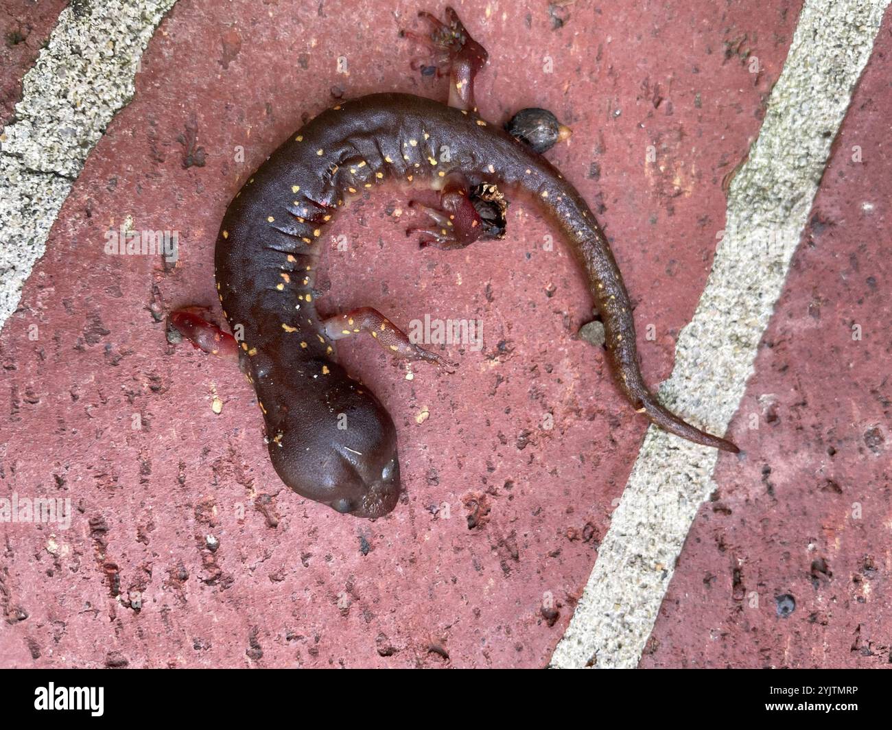 Salamandre arboricole (Aneides lugubris) Banque D'Images