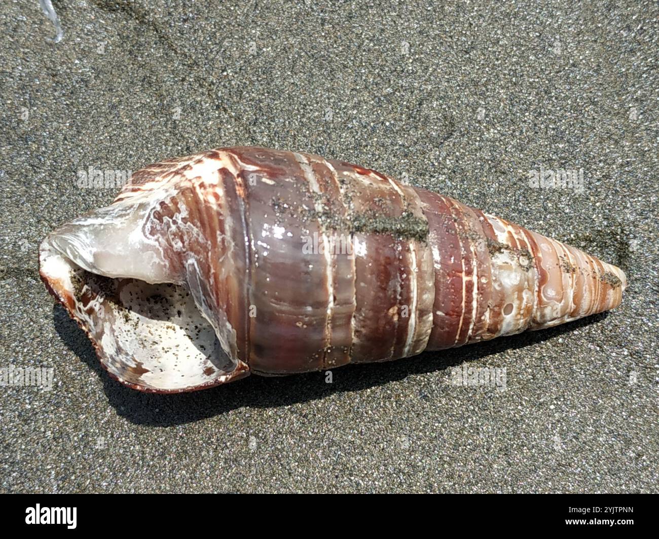 Guichet géant à la mangrove (Terebralia palustris) Banque D'Images