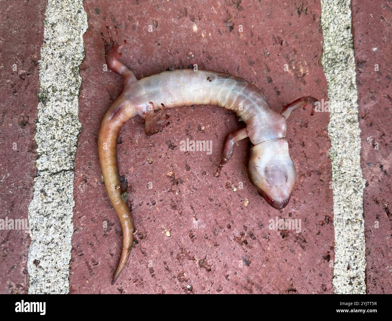 Salamandre arboricole (Aneides lugubris) Banque D'Images