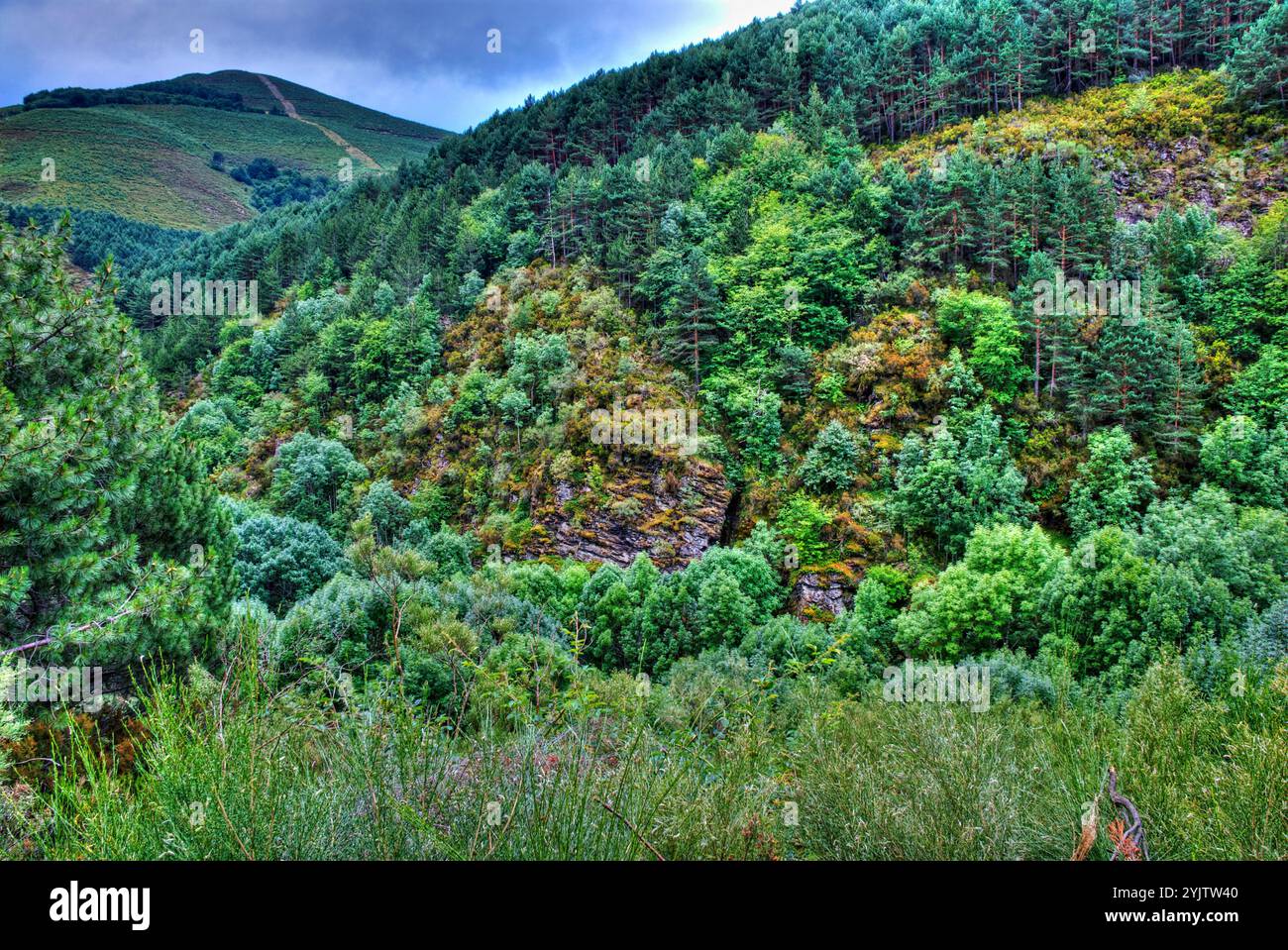 La forêt. Santa Cruz del Valle Urbion. La Sierra de la Demanda. Province de Burgos. Castilla y Leon. L'Espagne. Banque D'Images