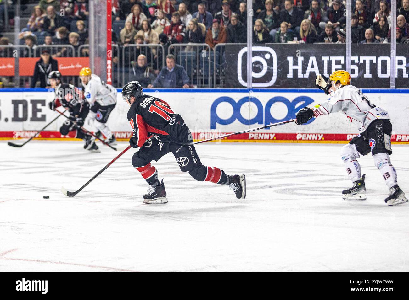 Justin Schuetz (Koelner haie, #10) enteilt dem Gegenspieler Koelner haie v. Pinguins Bremerhaven, Eishockey, Penny DEL, 16. Spieltag, 2024/2025, 15.11.2024 Foto : Eibner-Pressefoto/G. Wingender Banque D'Images