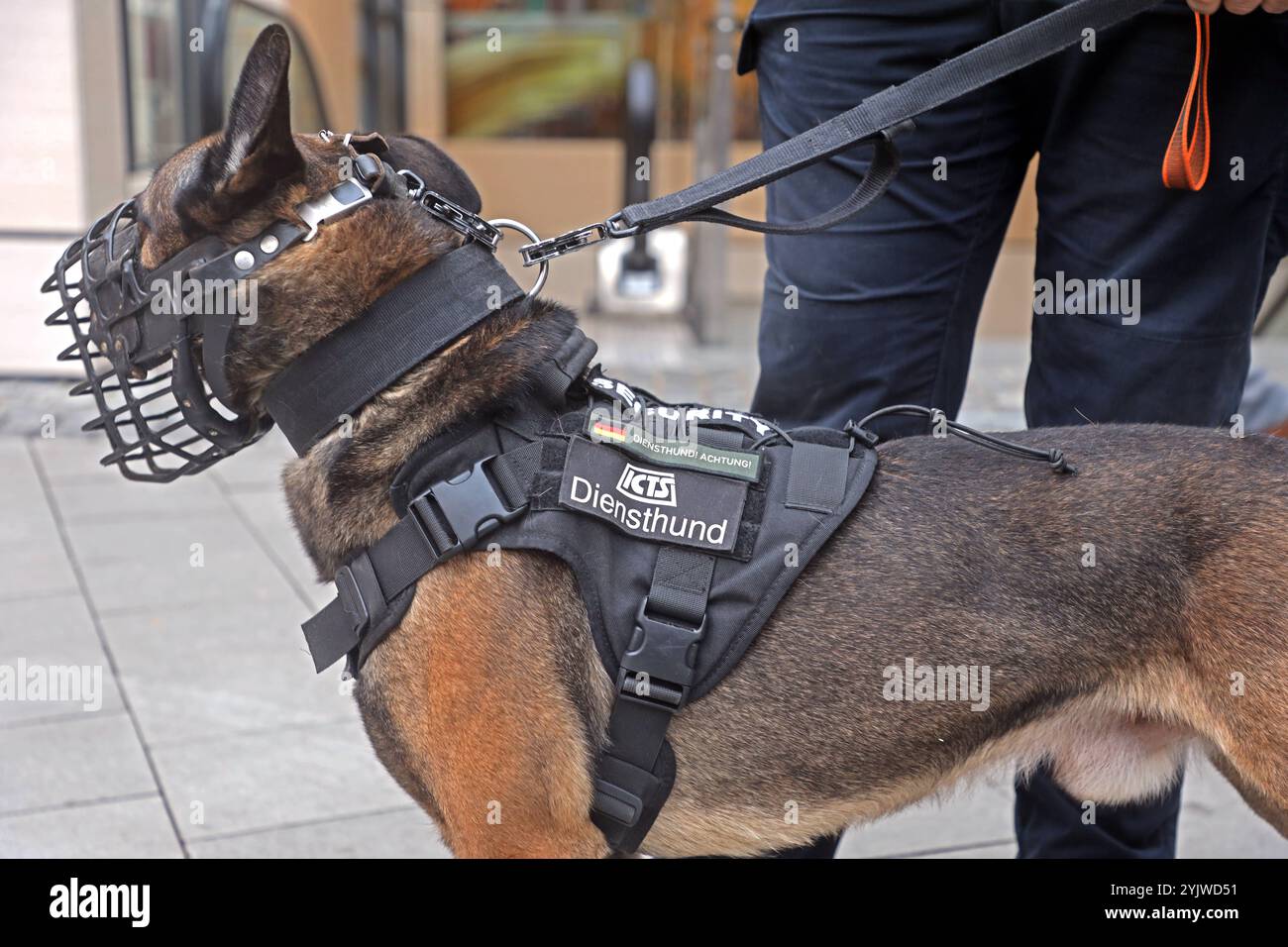 Diensthunde in der Stadt Ein Diensthund mit seinem Diesthundeführer läuft patrouille über den Weihnachtsmarkt in der Essener Innenstadt. Der scharfe Hund trägt einen Maulkorb und ist entsprechend ausgebildet worden. Essen Nordrhein-Westfalen Deutschland *** chiens d'assistance dans la ville Un chien d'assistance avec son maître-chien d'assistance patrouille le marché de Noël dans le centre-ville d'Essen le chien pointu porte une muselière et a été formé en conséquence Essen Rhénanie du Nord-Westphalie Allemagne Banque D'Images