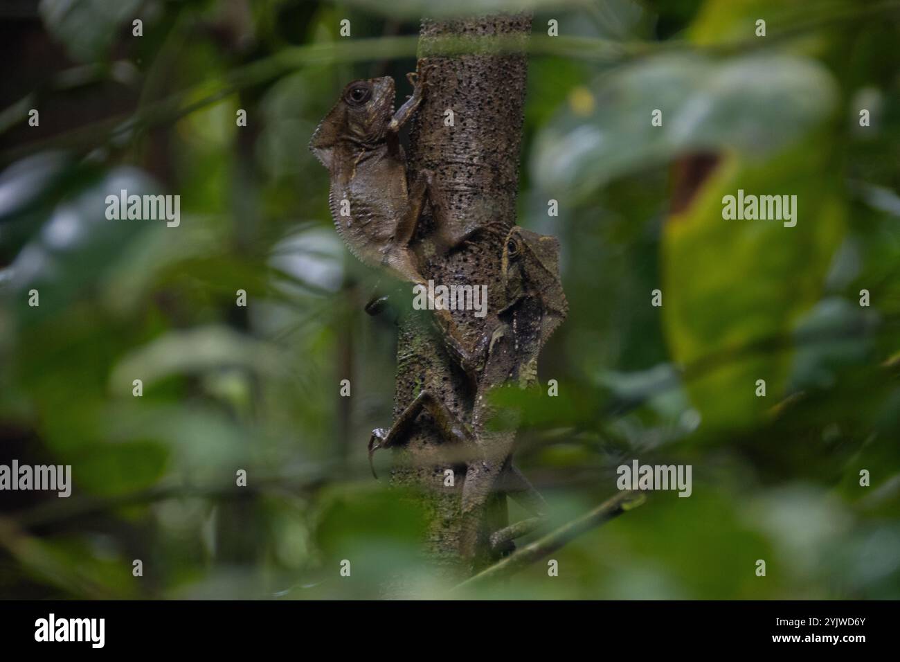 Deux basilisques casqués camouflés sur un tronc d'arbre dans une forêt tropicale dense, se mélangeant parfaitement avec le feuillage vert environnant. Banque D'Images