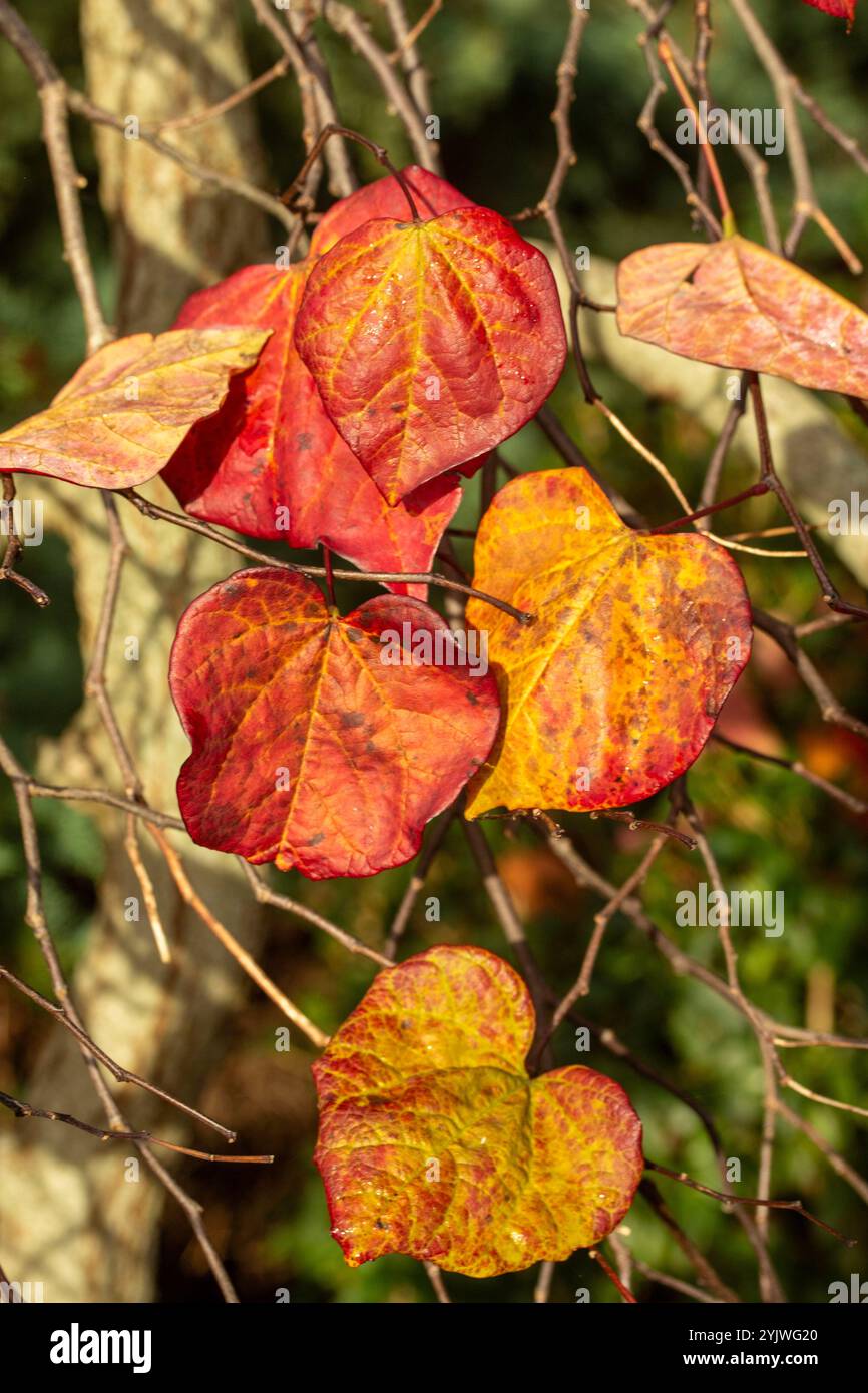 Couleur étonnante des feuilles de Cercis canadensis 'Ruby Falls' sur l'arbre à la fin de l'automne. Séduisant, fiable, authentique, Moody, nouveau, en bonne santé, émoi, Banque D'Images