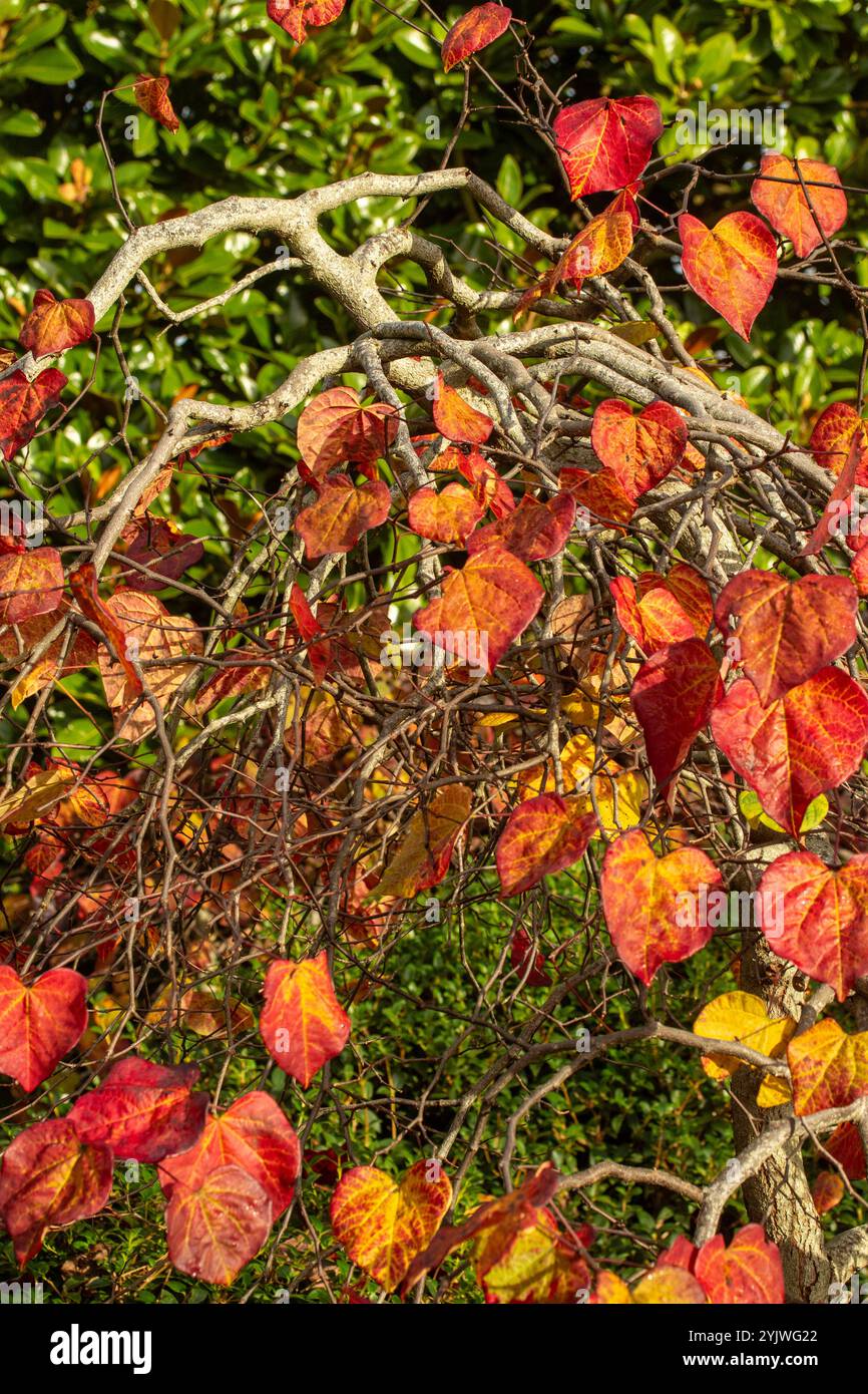 Couleur étonnante des feuilles de Cercis canadensis 'Ruby Falls' sur l'arbre à la fin de l'automne. Séduisant, fiable, authentique, Moody, nouveau, en bonne santé, émoi, Banque D'Images