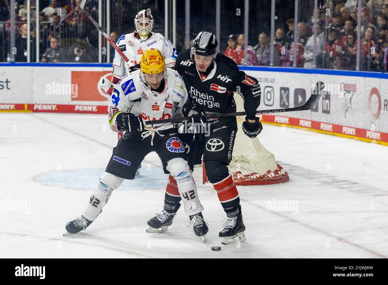 Matthew Abt (Pinguins Bremerhaven, #42) vs Justin Schuetz (Koelner haie, #10) Koelner haie vs Pinguins Bremerhaven, Eishockey, Penny DEL, 16. Spieltag, 2024/2025, 15.11.2024 Foto : Eibner-Pressefoto/G. Wingender Banque D'Images