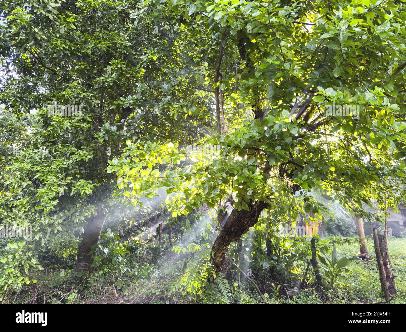 Les rayons de soleil traversent des feuilles verdoyantes dans une forêt paisible, créant une atmosphère tranquille. Banque D'Images