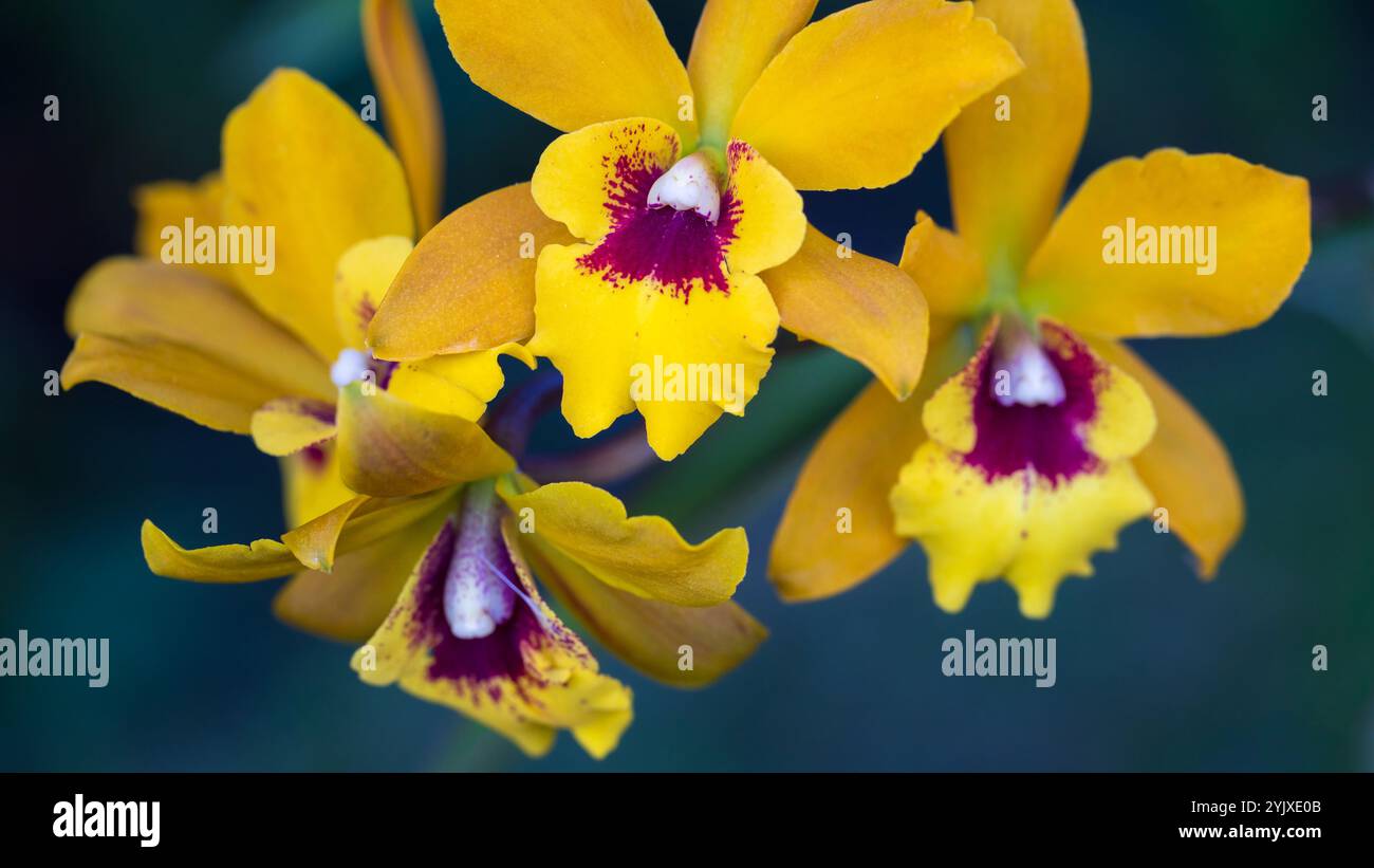 orchidée jaune luxuriante. fond d'écran, vue horizontale 16:9 image 16:9, fond d'écran 16:9, format 16:9, haute qualité Banque D'Images