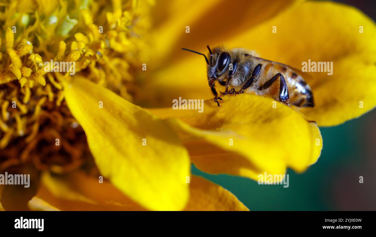 macro photographie d'une abeille sur une fleur jaune. fond d'écran, vue horizontale 16:9 image 16:9, fond d'écran 16:9, format 16:9, haute qualité Banque D'Images